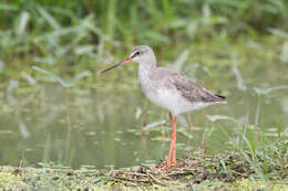 Image of Spotted Redshank