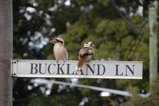 Image of Kookaburra