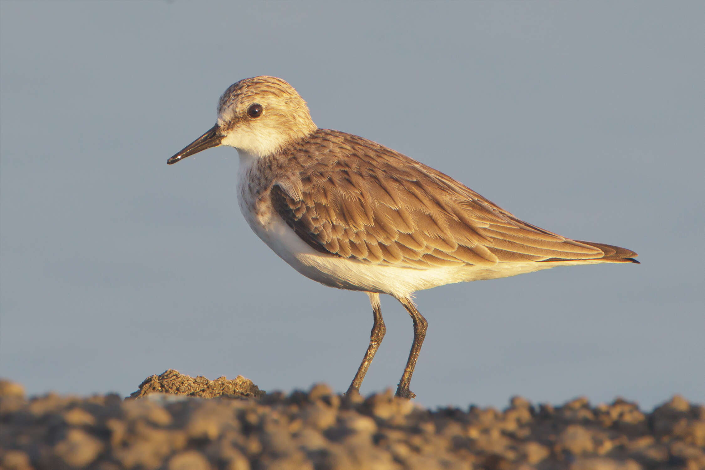 Image of Red-necked Stint