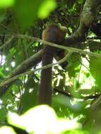 Image of Cream-coloured giant squirrel