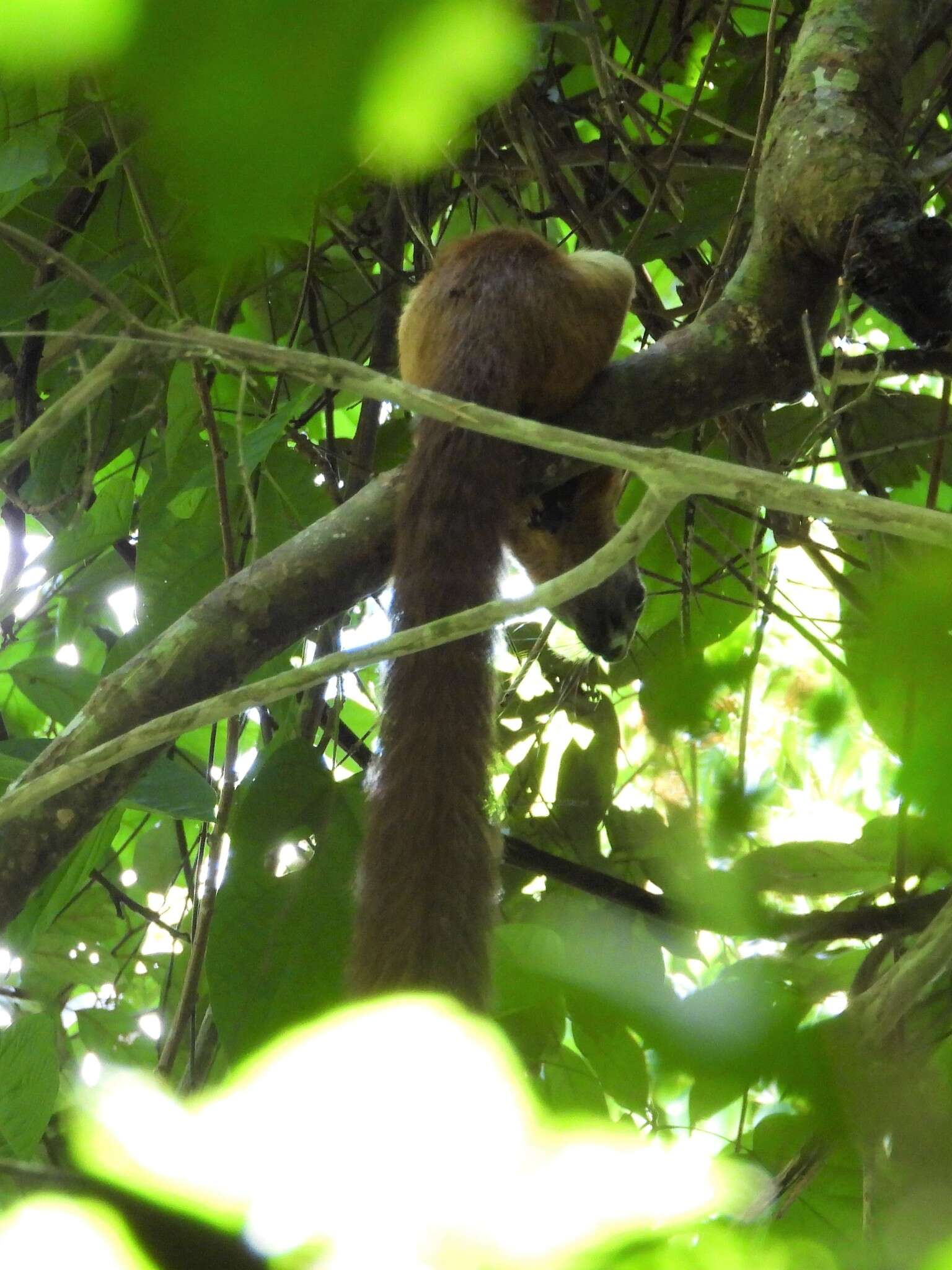 Image of Cream-coloured giant squirrel