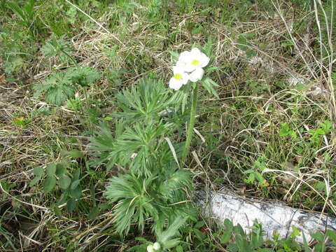 Imagem de Anemonastrum narcissiflorum subsp. crinitum (Juz.) Raus