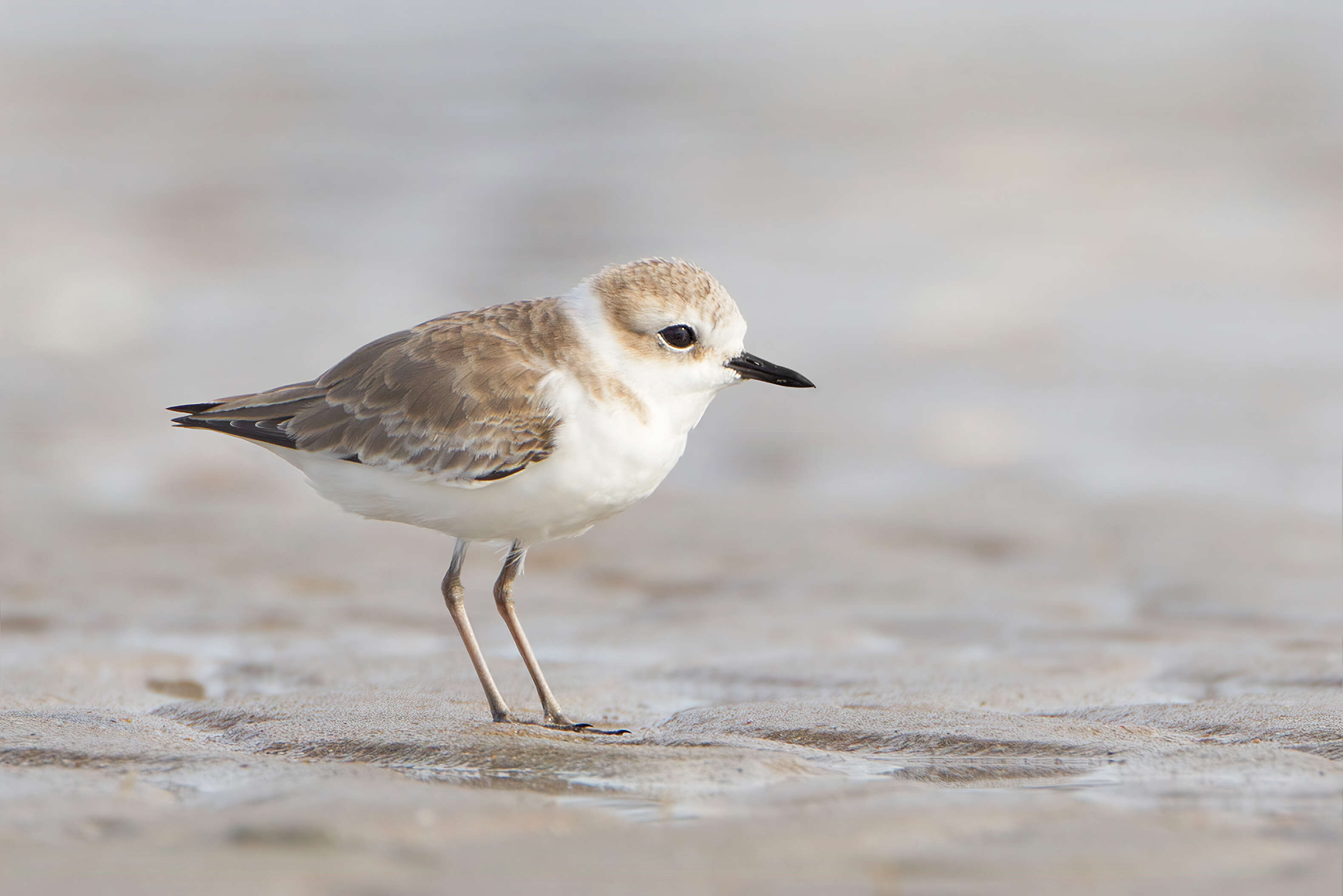 Charadrius dealbatus (Swinhoe 1870) resmi