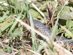 Image of Lowland copperhead