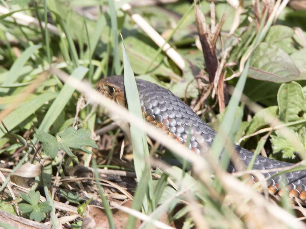 Image of Lowland copperhead