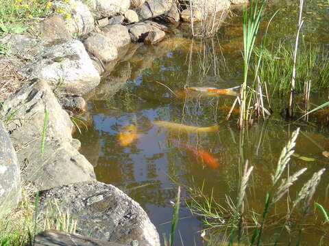 Image of common carp, carp