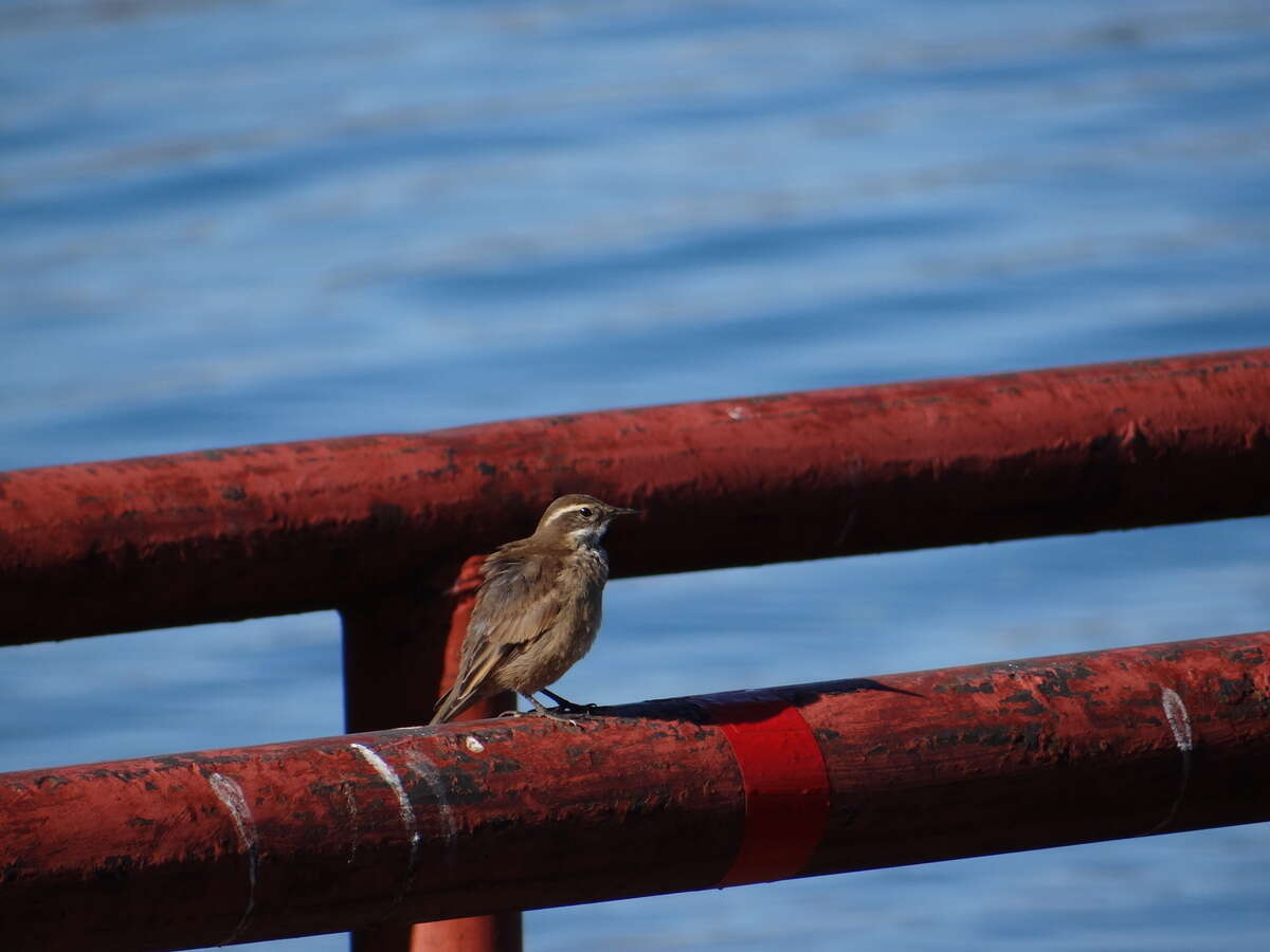 Image of Bar-winged cinclodes