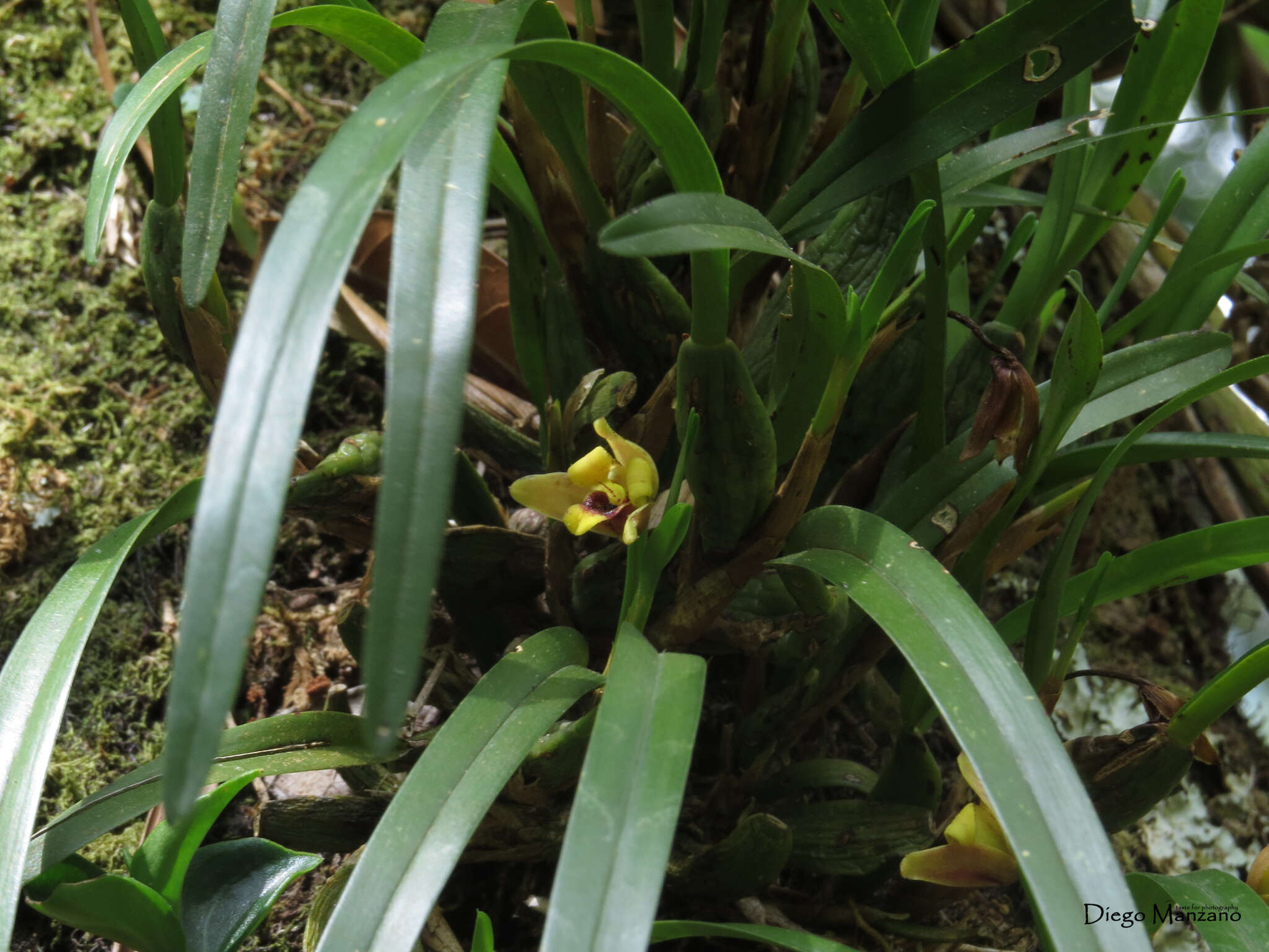 Image of Maxillaria variabilis Bateman ex Lindl.