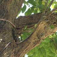 Image of Brown Whip Snake