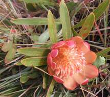 Image of Protea parvula Beard