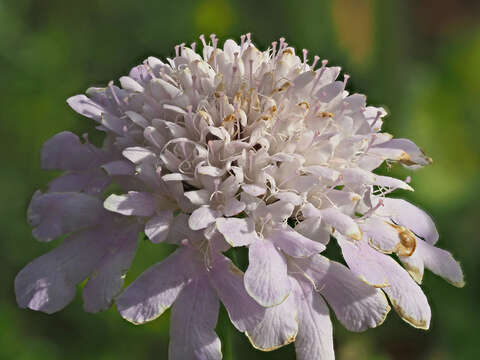 صورة Scabiosa africana L.