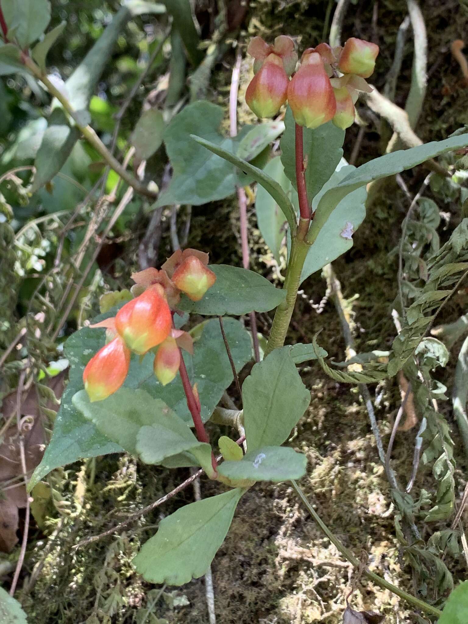 Kalanchoe porphyrocalyx (Bak.) Baill. resmi