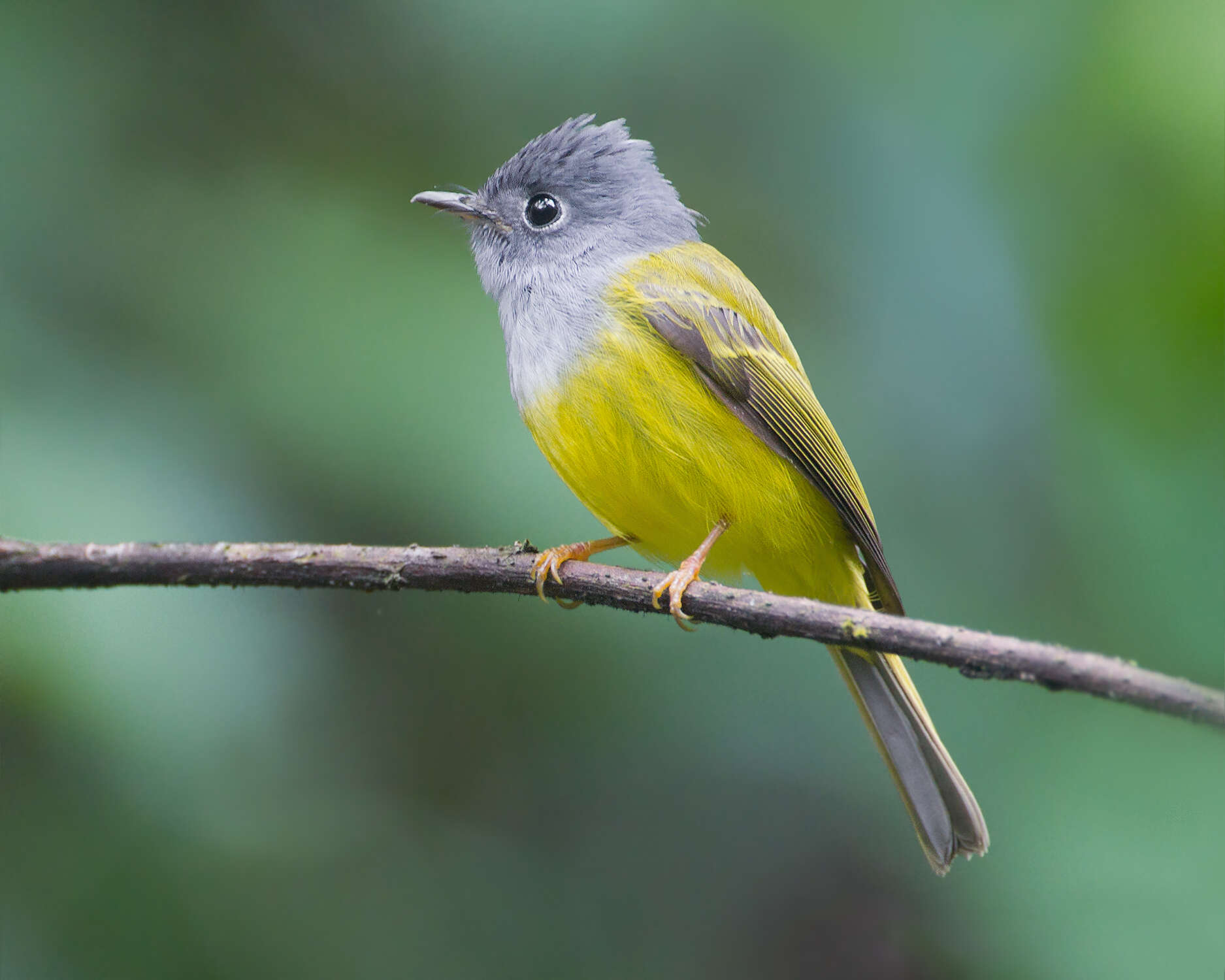 Image of Canary-flycatcher