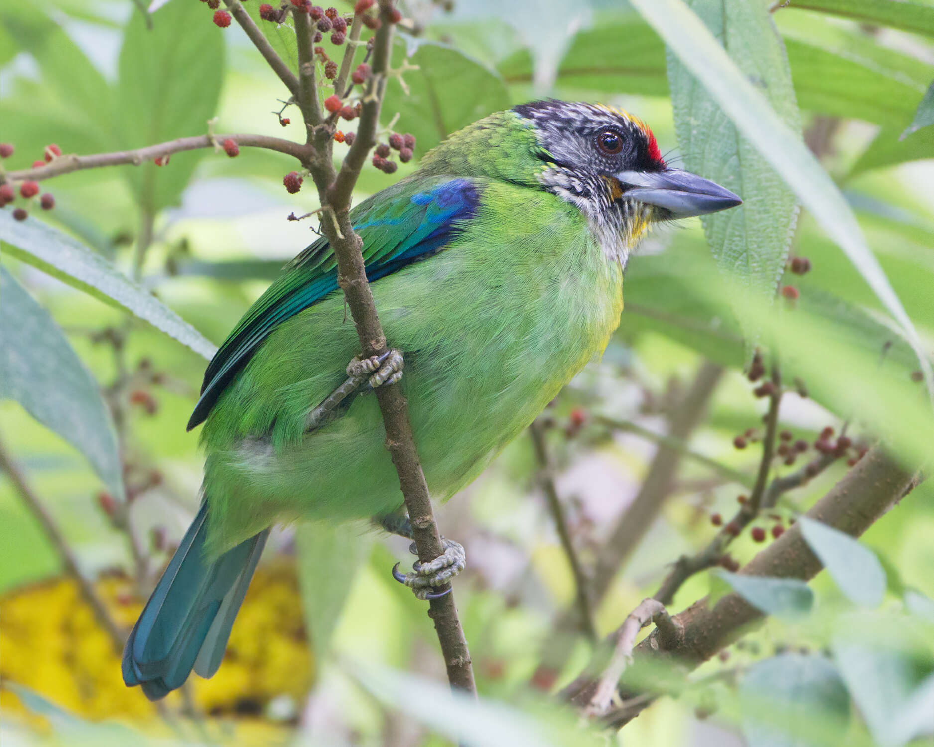 Image of Asian barbets