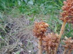 Image of Orobanche flava Mart.