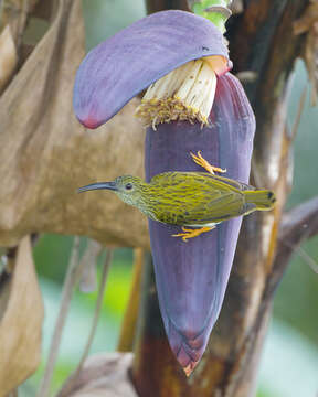 Image of Streaked Spiderhunter