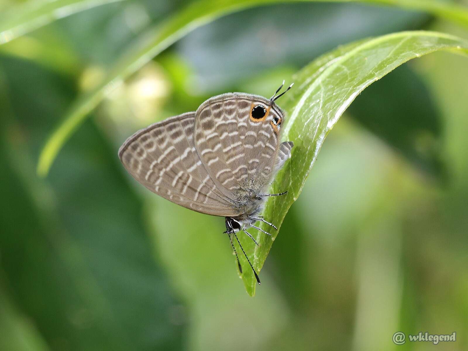 Image of Nacaduba kurava (Moore 1857)