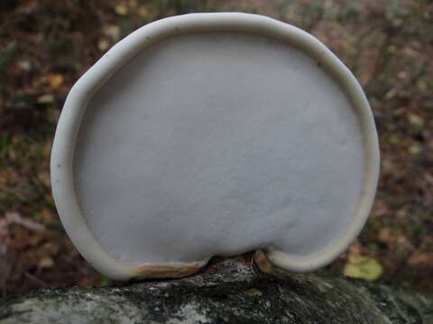 Image of birch polypore