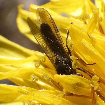 Image of Platycheirus obscurus (Say 1824)