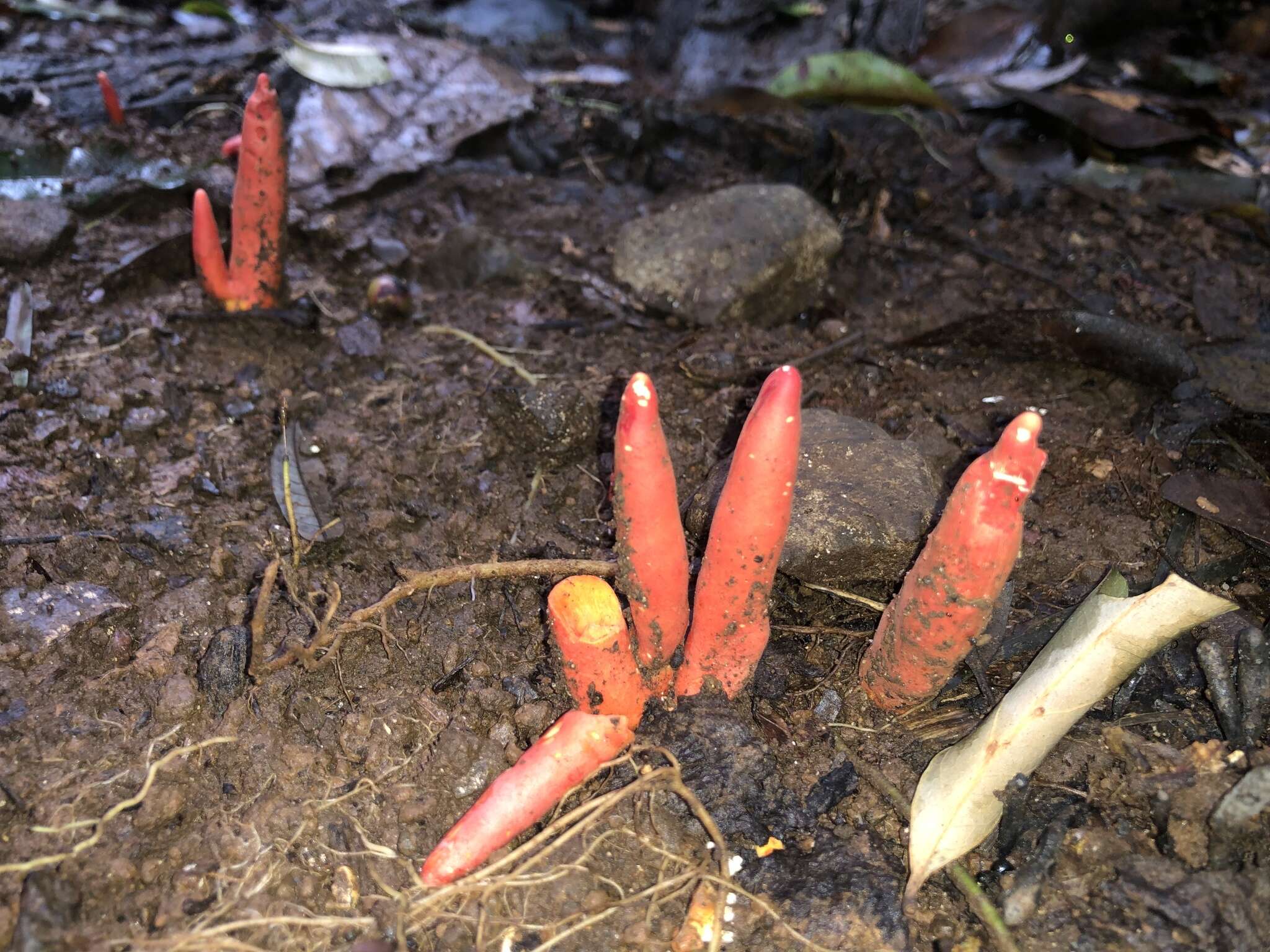 Image de Trichoderma cornu-damae (Pat.) Z. X. Zhu & W. Y. Zhuang 2014