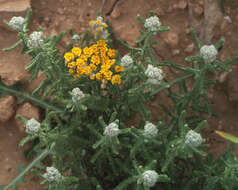 صورة Achillea cretica L.