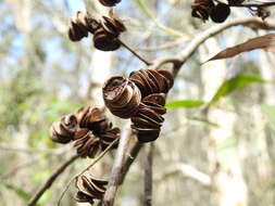 Imagem de Acacia cincinnata F. Muell.