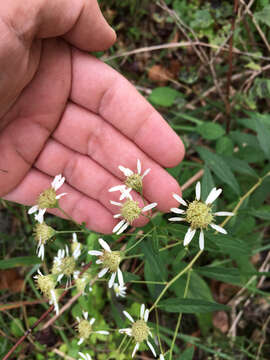 Image of parasol whitetop