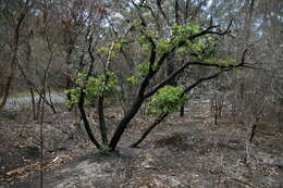 Image of Angophora hispida (Sm.) D. F. Blaxell