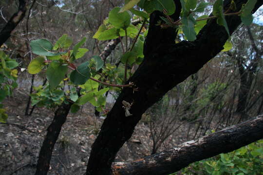 Image of Angophora hispida (Sm.) D. F. Blaxell