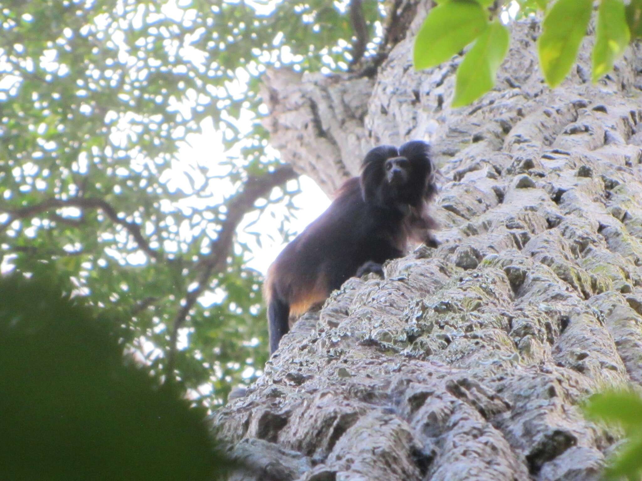 Image of golden-rumped lion tamarin