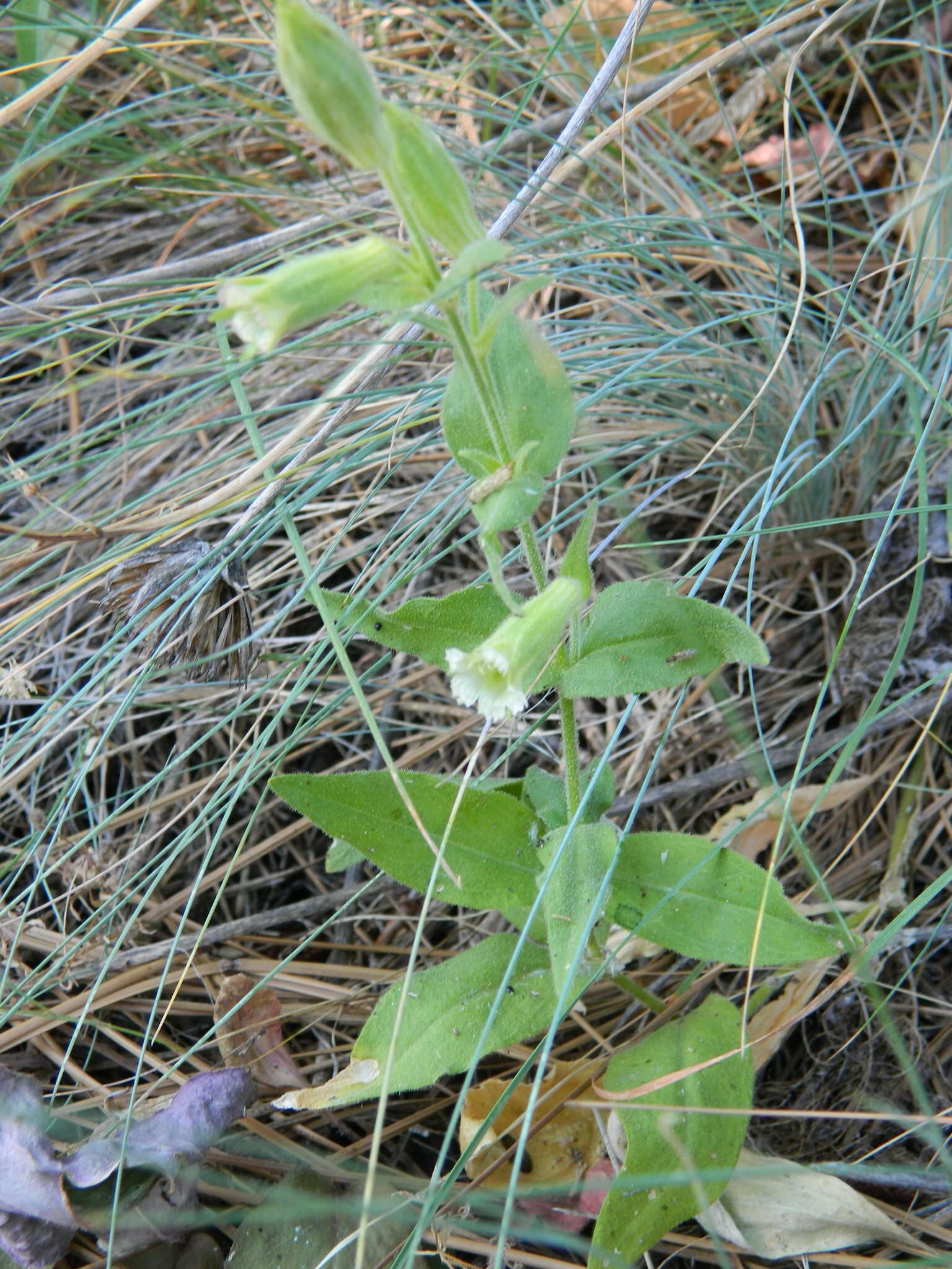 Image of Spalding's Catchfly