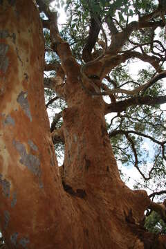 Image of Brittle Gum