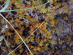 Image of <i>Sphagnum miyabeanum</i>