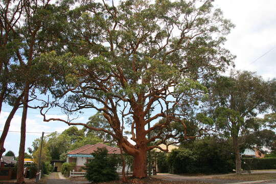 Image of Brittle Gum