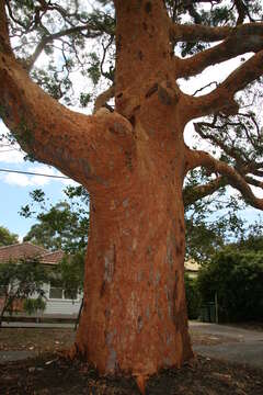 Imagem de Angophora costata (Gaertner) Britton