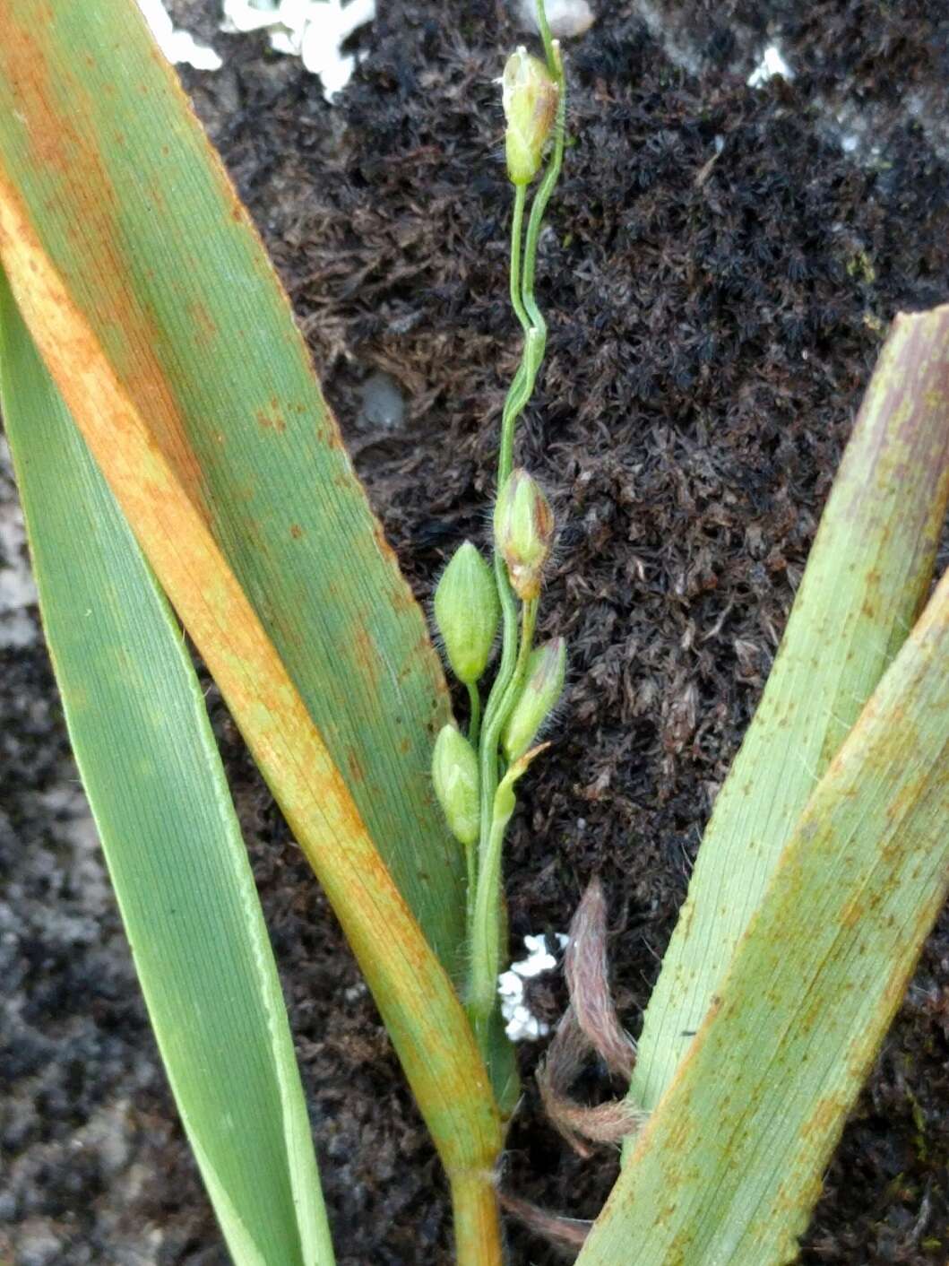 Image of slender rosette grass