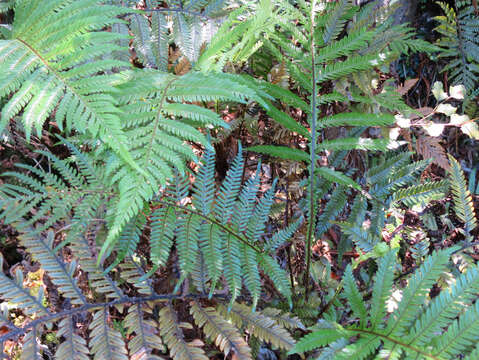 Image of Diploblechnum fraseri (A. Cunn.) De Vol