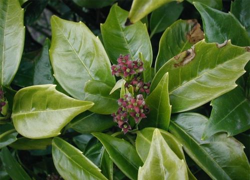 Image of Japanese laurel