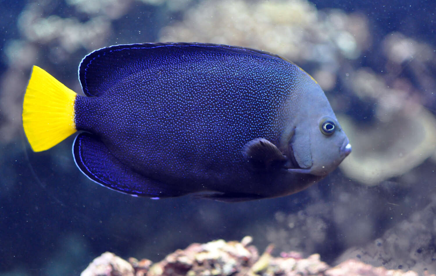 Слика од Chaetodontoplus caeruleopunctatus Yasuda & Tominaga 1976