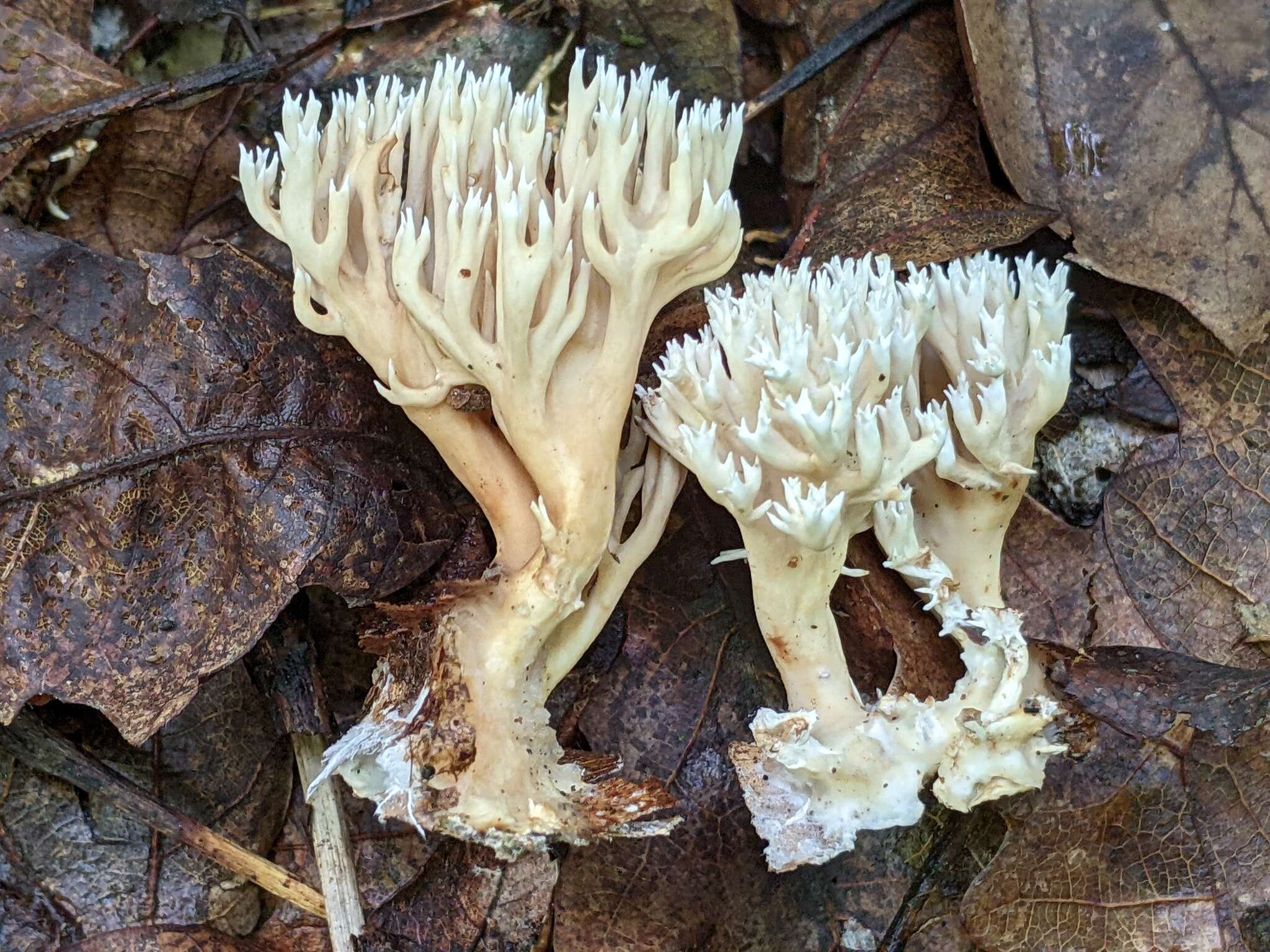 Image of Lentaria micheneri (Berk. & M. A. Curtis) Corner 1950