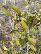 Imagem de Hugonia orientalis Engl.