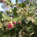 Lyonia lucida (Lam.) C. Koch resmi