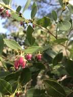 Lyonia lucida (Lam.) C. Koch resmi