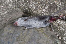 Image of Asian Lesser White-toothed Shrew