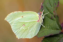 Imagem de Gonepteryx rhamni (Linnaeus 1758)