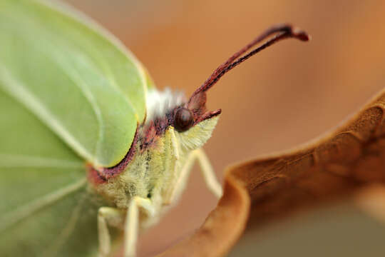 Imagem de Gonepteryx rhamni (Linnaeus 1758)