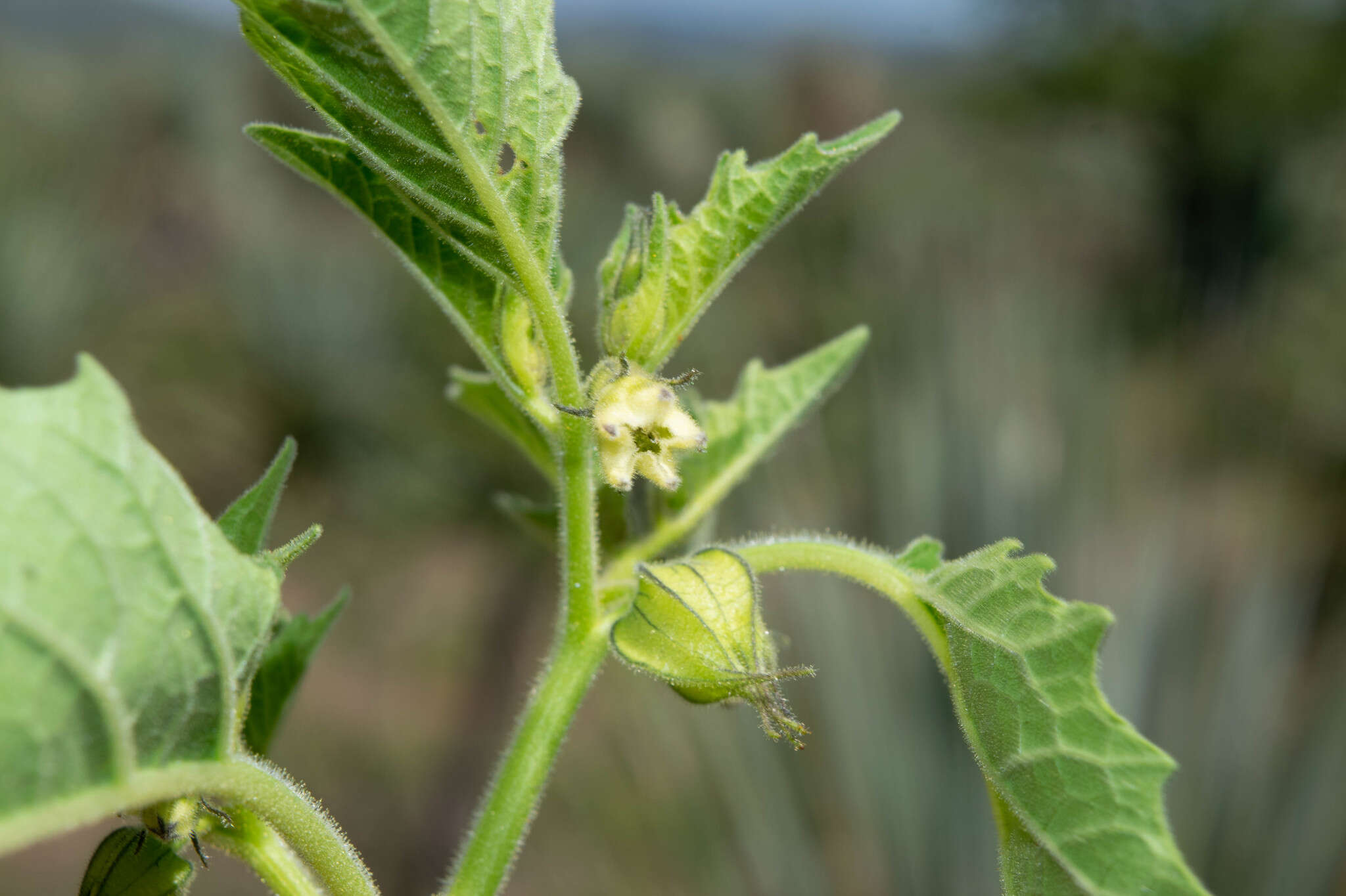 Plancia ëd Physalis nicandroides Schltdl.