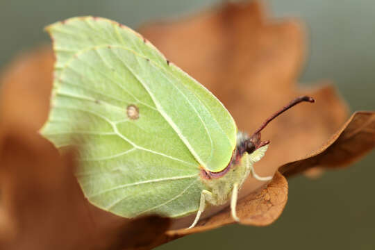 Imagem de Gonepteryx rhamni (Linnaeus 1758)