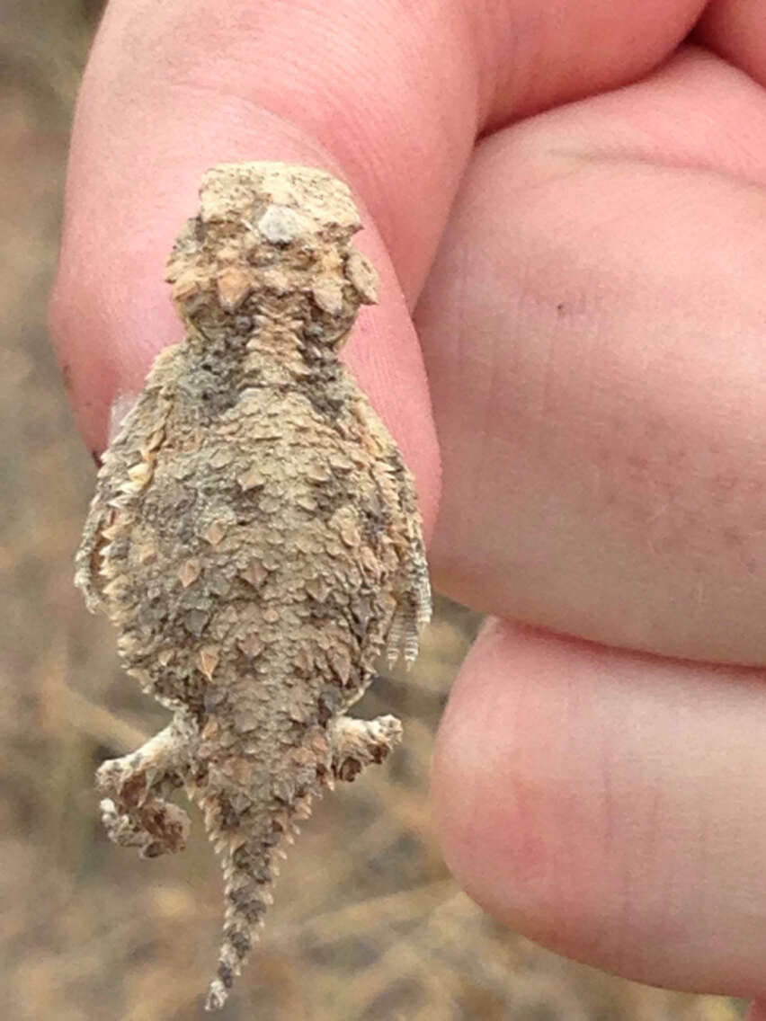 Image of San Diego Horned Lizard