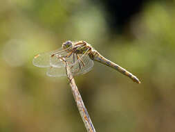 Image of Common Darter